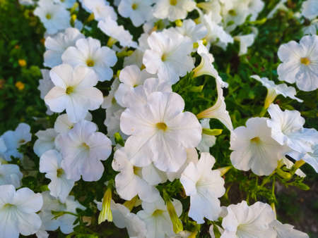 White beautiful and tender garden petunias in a flower bed close-upの写真素材