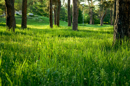 Bright green grass in the middle of tree trunks in the park illuminated by the evening sun