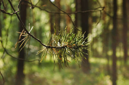 Pine twig close-up with fresh green and old withered needles illuminated by sunlight