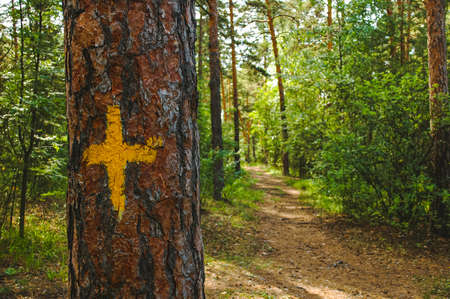 Pine trunk close-up with a yellow mark in the form of a cross against the backdrop of a sunlit green pine forest and pathの写真素材