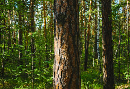 The trunk of a large pine tree and its bark close-up, illuminated by sunlight against the backdrop...