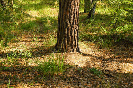 Pine tree trunk in the middle of green grass and land with cones illuminated by sunlight