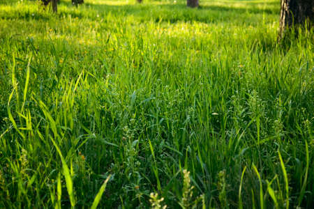 Juicy and bright green grass in the park under the rays of the evening sunの写真素材