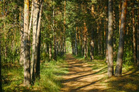 The forest path runs between mostly pine trees, forming an alley in a green forest in the rays of the evening sun. Tree shadows fall on the pathの写真素材