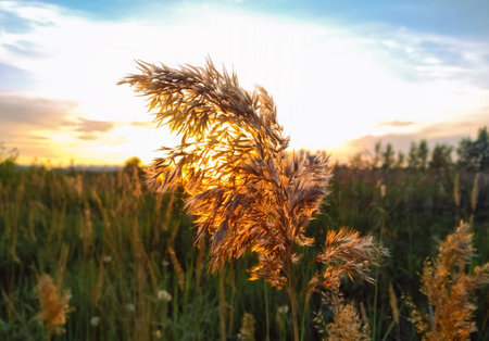 A branch of a reed plant close-up against the background of a field and a bright evening sun at sunsetの写真素材