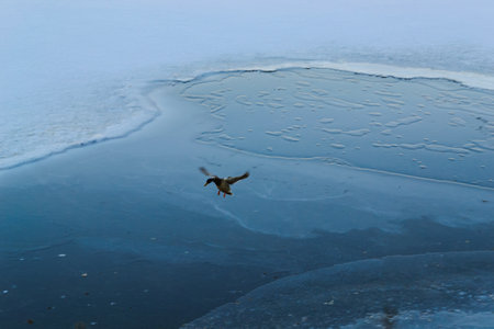 The duck flies and tries to land on the ice on the river in winterの写真素材