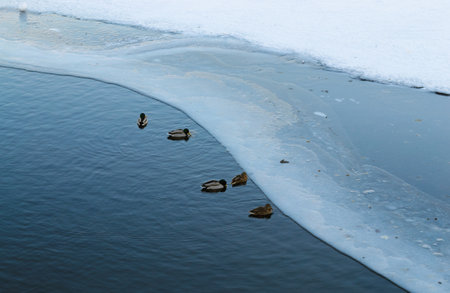 Ducks swim on the river in cold water in winter and rest