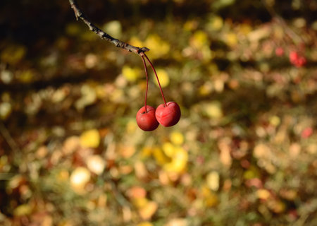 Two red small wild apples hang on a branch close-upの写真素材