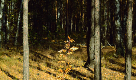 A rowan branch illuminated by the sun against the background of a dark thicket of the forest