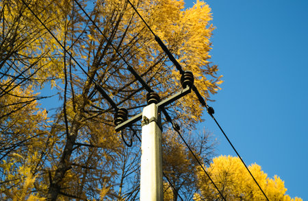 Close-up of the top of pilon a power lines against a background of yellow larch and blue sky in autumnの写真素材