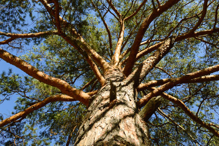 Bottom view of a branched trunk of a large old pineの写真素材