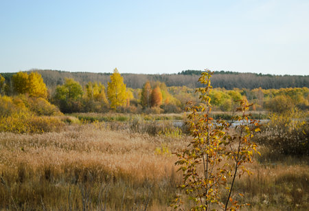 Branches of a plant against the background of an autumn wild forest landscape