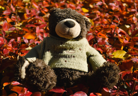 A teddy bear with a cute inscription on a sweater sits on red leaves of a bushの写真素材