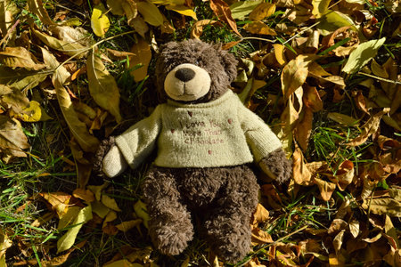 A teddy bear in a sweater lies on the lawn among fallen leaves in autumn
