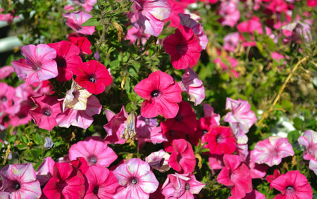 Lots of bright pink Petunia flowers in close-upの写真素材