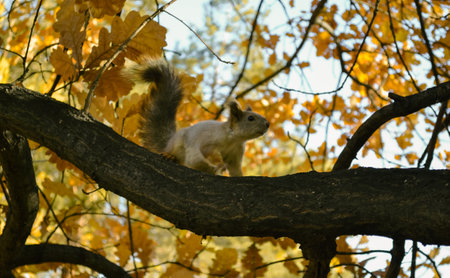 Curious cute squirrel sits on a branch of an autumn treeの写真素材