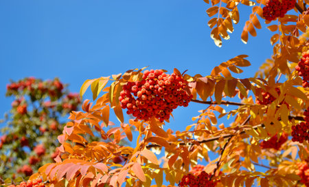 Ripe and juicy bunches of rowanberries hanging on a branch against a blue sky