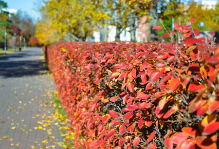 The bright red leaves of a bush in an autumn park