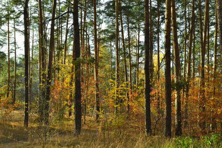 The tall, slender trunks of the pine trees in the autumn woods under the evening sunの写真素材