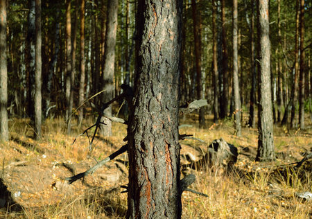 Pine trunk in a dense thicket of an autumn forestの写真素材