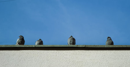 Four doves sit on the eaves of a building against a blue skyの写真素材