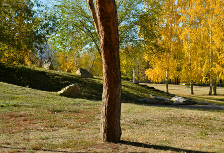 A tree trunk in an autumn park on a sunny dayの写真素材