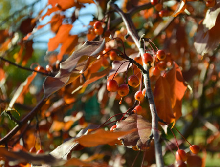Ripe crab apples on a tree branch in close-upの写真素材