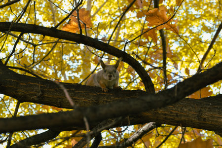 Squirrel sits on a branch of an autumn tree and looks directly into the cameraの写真素材