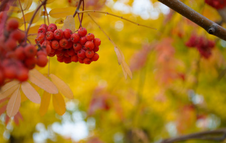 A bunch of ripe red mountain ash on a branch and the yellow color of the autumn leaves behind