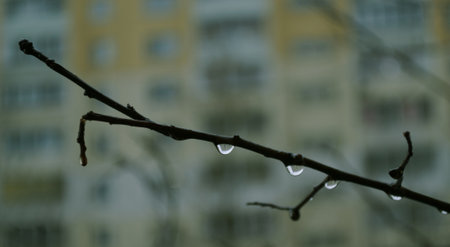 A drop of rain on a branch close-up