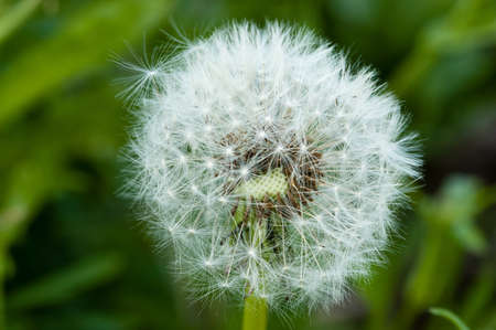 Pusteblume Wiese Tag