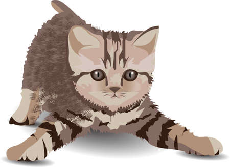 A  small kitten looks with bright eyes ,and stand on  the floor .jpgのイラスト素材