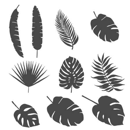 Set of silhouettes of palm leaves and other leaves of exotic treesのイラスト素材