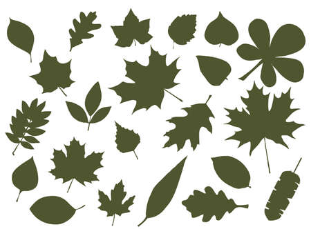 Set of leaf silhouettes. Leaves of deciduous forest treesのイラスト素材