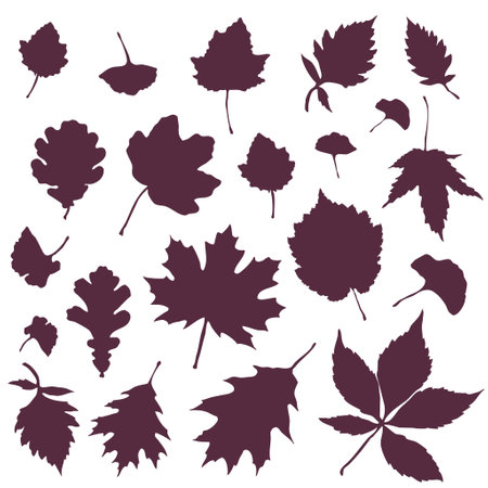 Set of leaf silhouettes. Leaves of deciduous forest treesのイラスト素材