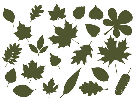 Set of leaf silhouettes. Leaves of deciduous forest treesのイラスト素材