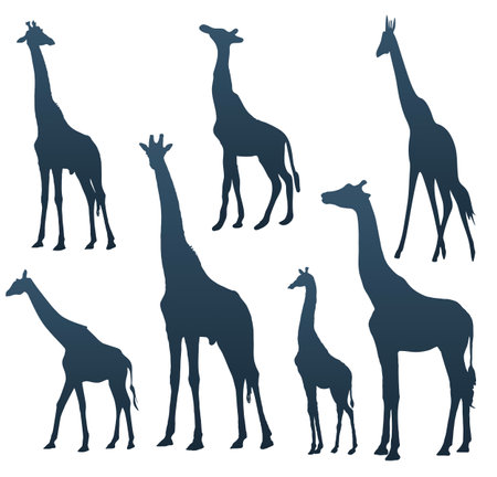 Set of silhouettes of giraffesのイラスト素材