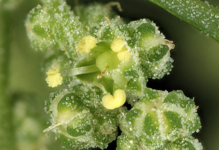 Common Orache (Atriplex patula). Inflorescence Detail Closeup