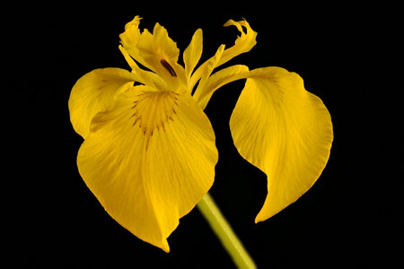 Yellow Iris (Iris pseudacorus). Flower Closeup
