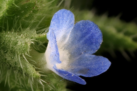 Annual Bugloss (Anchusa arvensis). Flower Closeupの写真素材