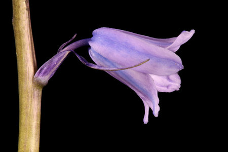 Hybrid Bluebell (Hyacinthoides x massartiana). Flower Closeupの写真素材
