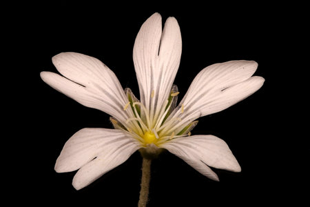 Crimean Snow-in-Summer (Cerastium biebersteinii). Flower Closeup