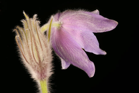 Eastern Pasqueflower (Pulsatilla patens). Flower Closeup