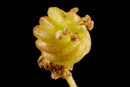 Meadowsweet (Filipendula ulmaria). Fruit Closeupの写真素材