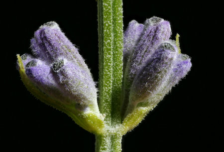 English Lavender (Lavandula angustifolia). Floral Buds Closeupの写真素材