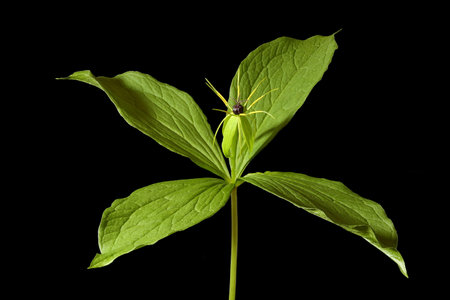 Herb Paris (Paris quadrifolia). Habit Closeupの写真素材