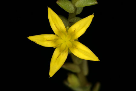 Biting Stonecrop (Sedum acre). Flower Closeup