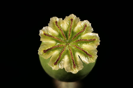 Opium poppy (Papaver somniferum). Young Fruit Closeup