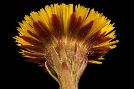 Colt's Foot (Tussilago farfara). Capitulum Closeupの写真素材