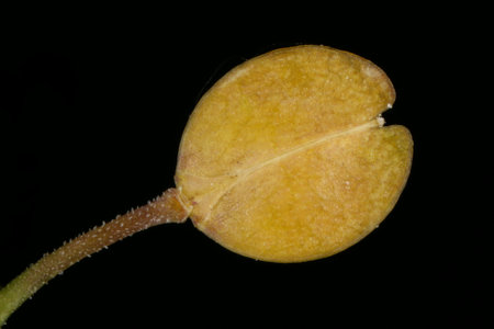 Dense-Flowered Pepperwort (Lepidium densiflorum). Fruit Closeupの写真素材